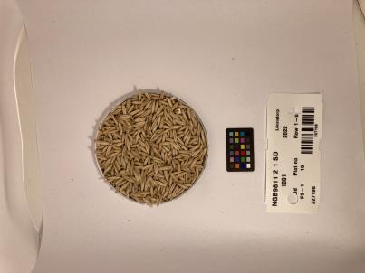 Click for 1 image(s) for this accession. SEED